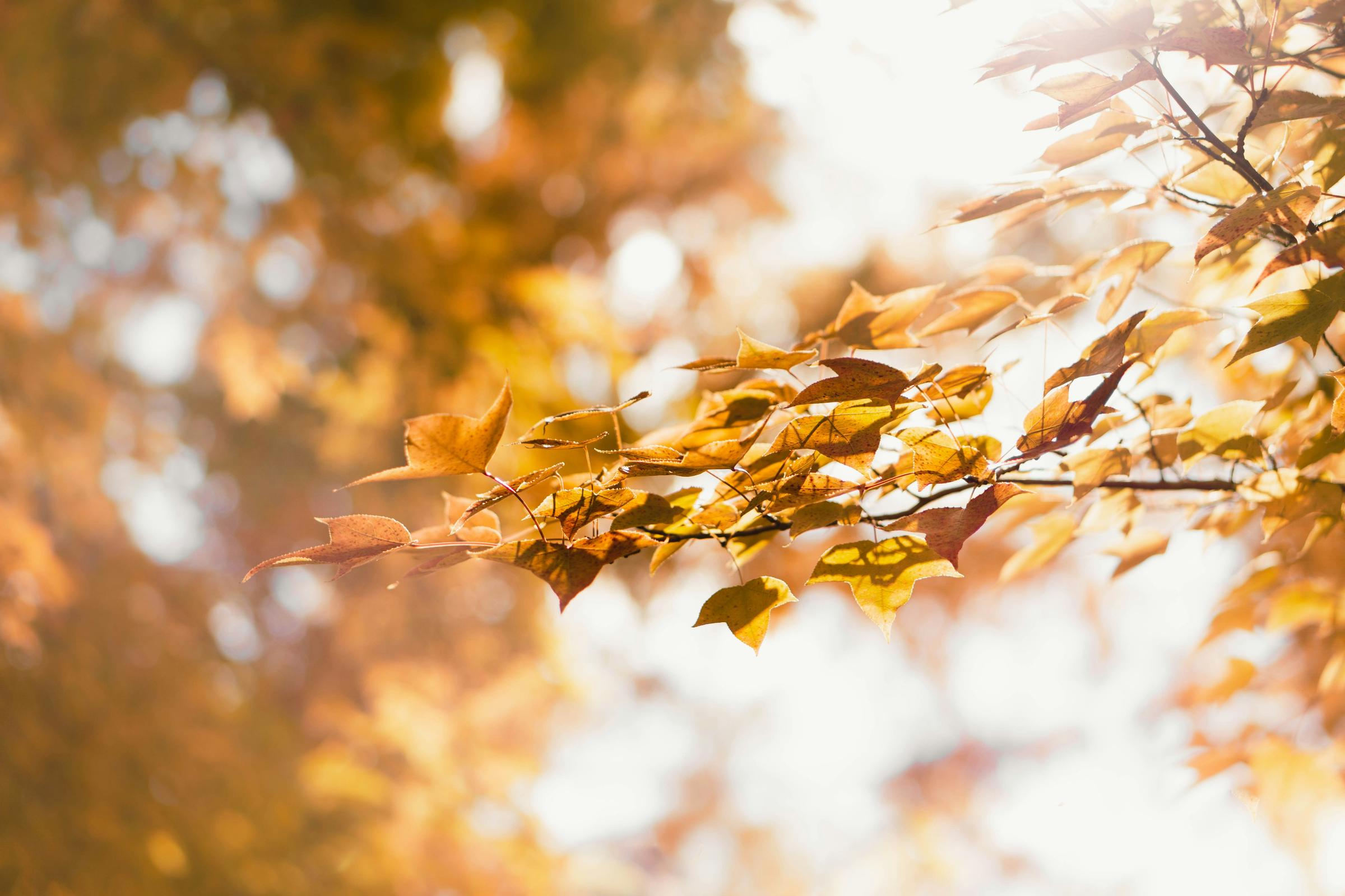 Banner Photo