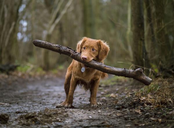 Stick Piles Banner Photo