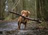 Stick Piles Banner Photo