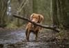 Stick Piles Banner Photo