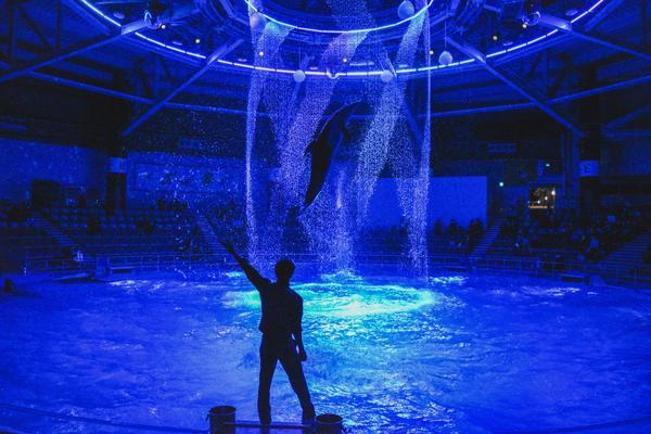 NPS Tea Towels - The Show Must Go On! Banner Photo