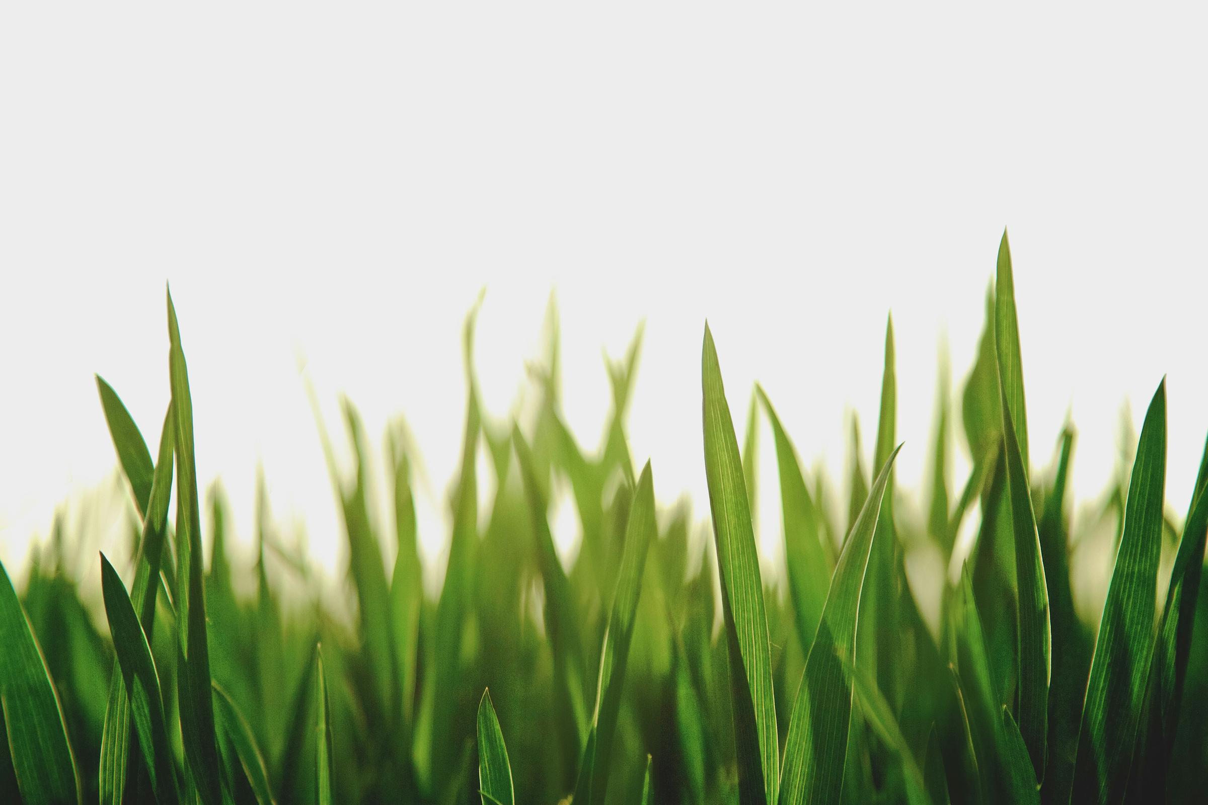 Banner Photo