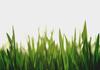 Rugby Field Revitalisation Banner Photo
