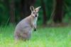 Spotlight on Learning Wallaby Pod Banner Photo