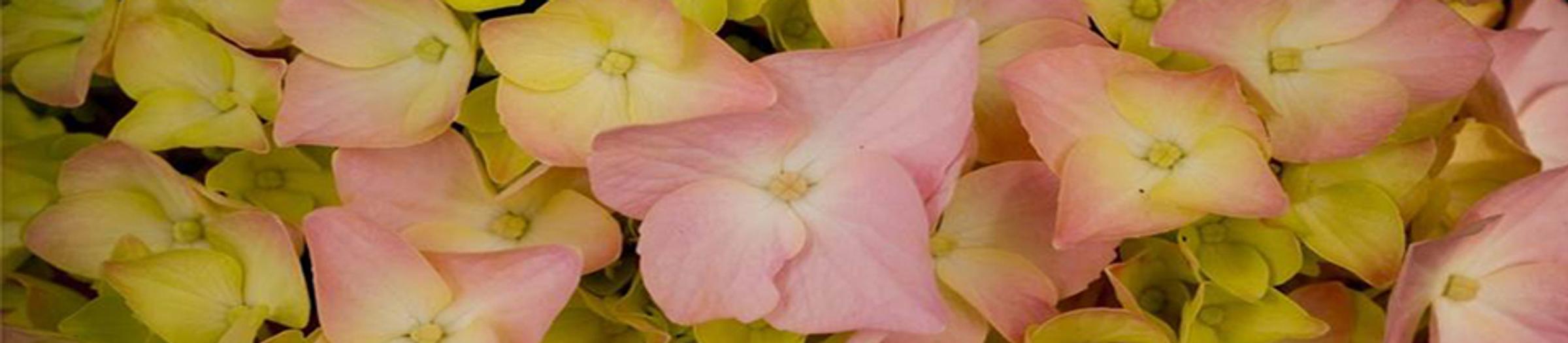 Banner Photo