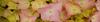 Reflection Banner Photo
