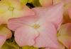 Reflection Banner Photo