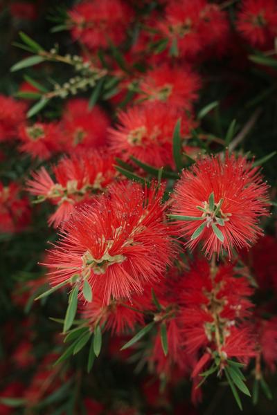 Principal's Report  Banner Photo