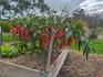 Kitchen Garden Banner Photo