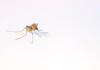 Protecting against mosquito-borne diseases Banner Photo
