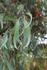 Eucalyptus Group Banner Photo