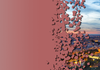 Language News Banner Photo