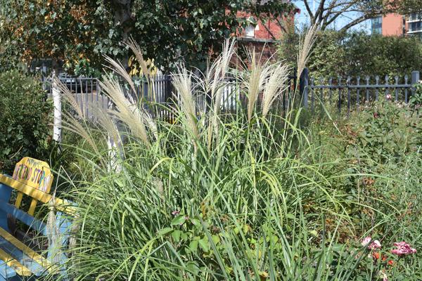 Special Announcement Banner Photo