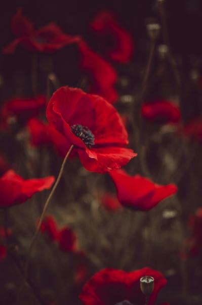 ANZAC Commemoration Day Banner Photo
