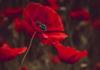 ANZAC Commemoration Day Banner Photo