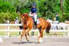 2027 Ranvet Pony Club Australia National Championships Banner Photo