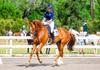 2027 Ranvet Pony Club Australia National Championships Banner Photo