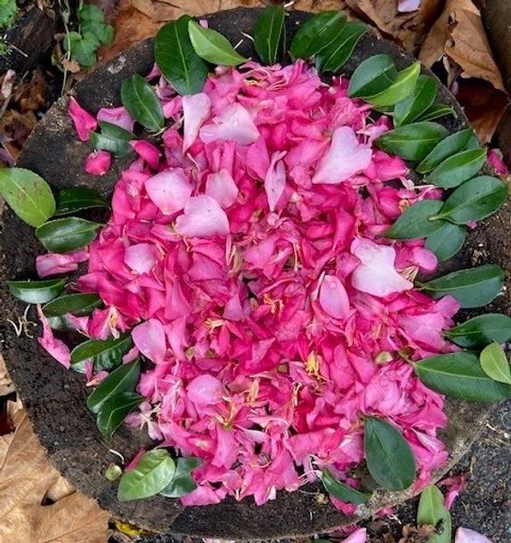 Student Voice Banner Photo