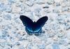 Upcoming Parent Webinars - Butterfly Banner Photo