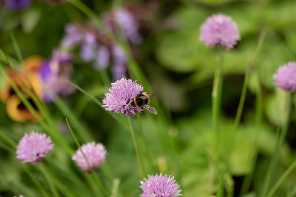 Active Hope and Peace Banner Photo