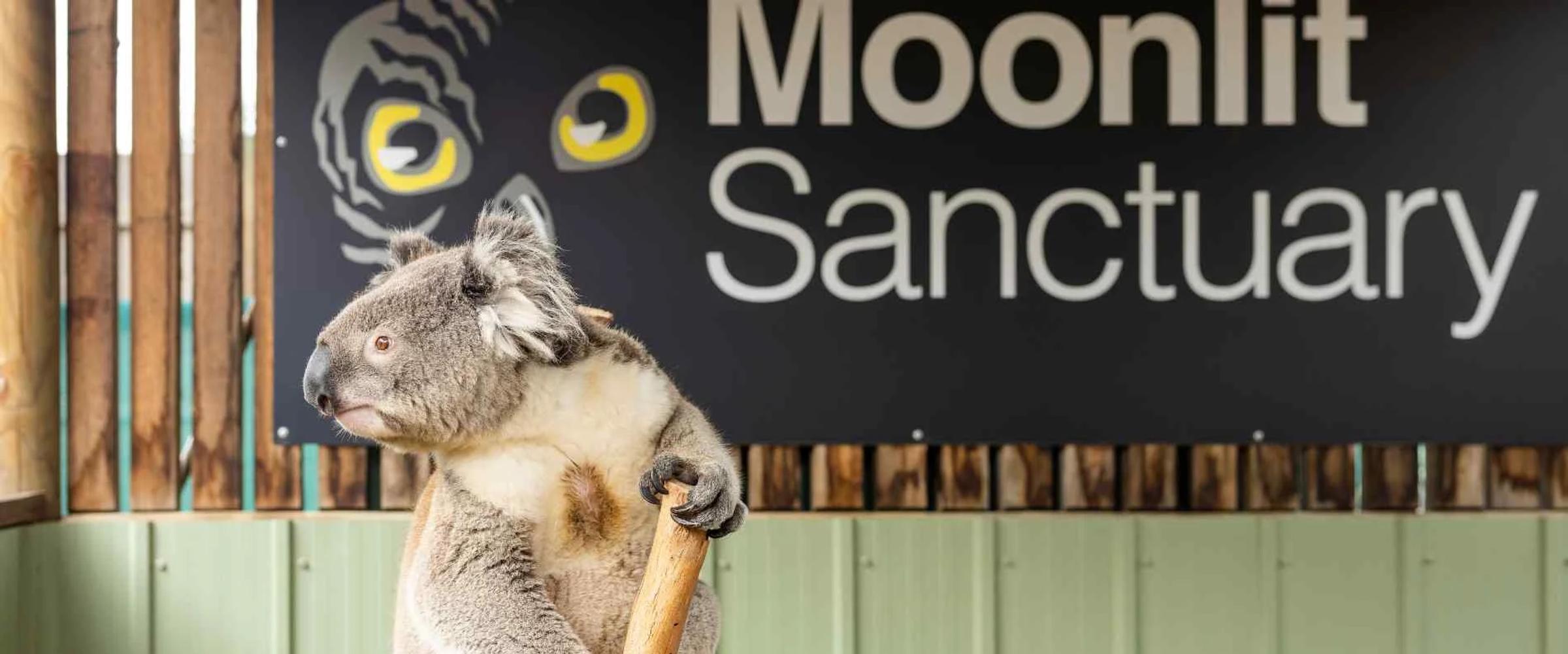 Prep Excursion to Moonlit Sanctuary Banner Photo