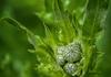 Weeding Wednesday Banner Photo