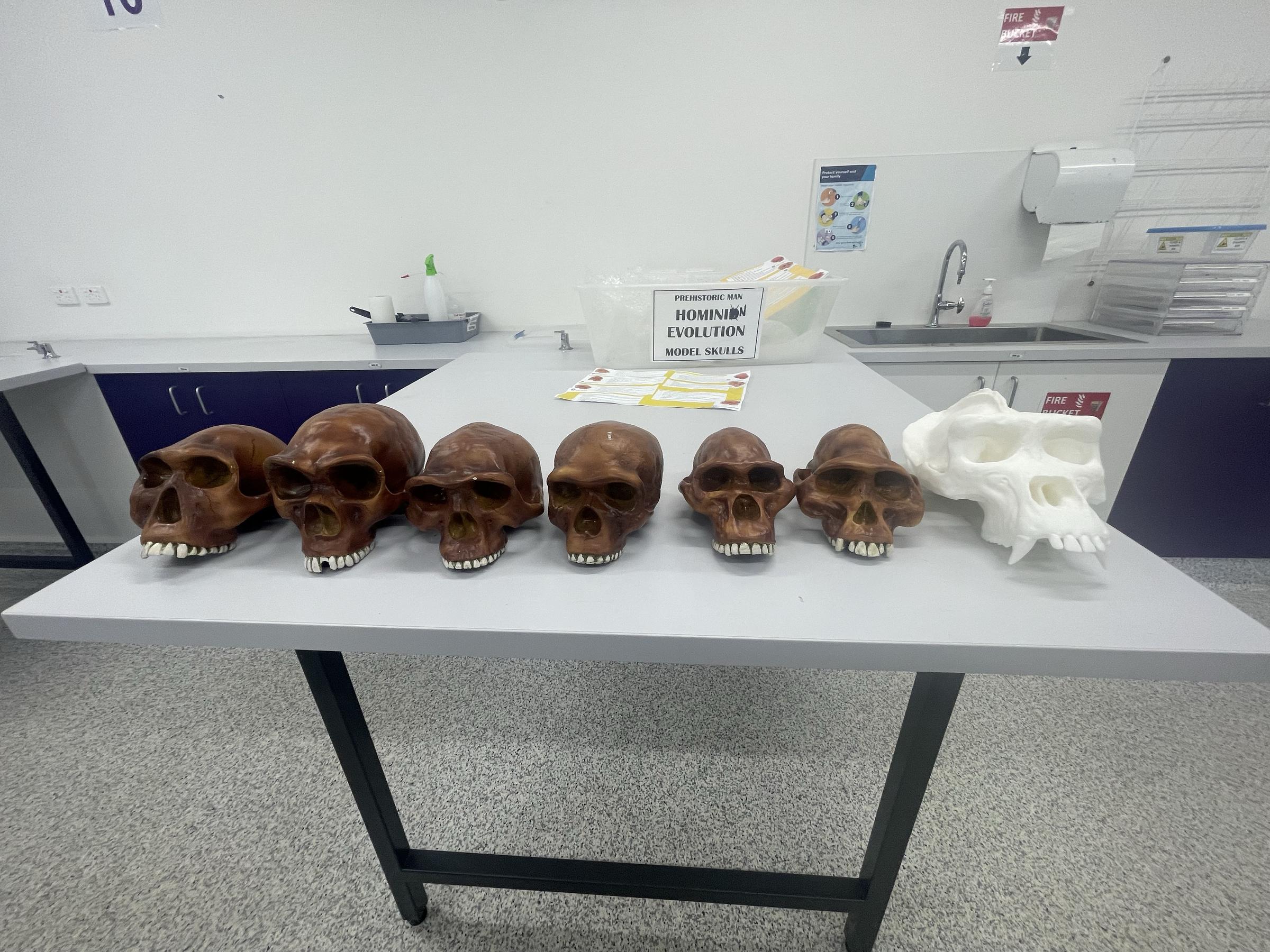 Year 12 Biology Banner Photo