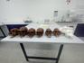 Year 12 Biology Banner Photo
