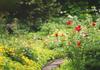 News from the Kitchen Garden Banner Photo