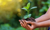 Junior Landcare Banner Photo