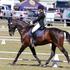 Interschool Equestrian Banner Photo