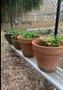 Stephanie Alexander Kitchen Garden Banner Photo