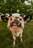 FARM Banner Photo