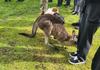 Werribee Zoo Excursion Banner Photo