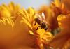 Working Bee, Banner Photo