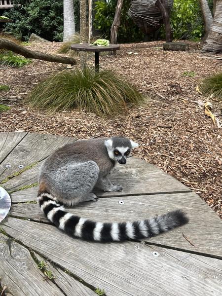 Year 7 Zoo Excursion Banner Photo