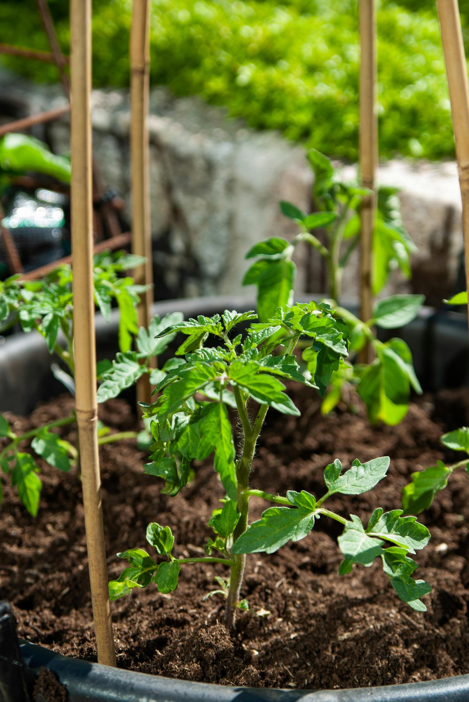 Garden Corner Banner Photo