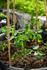 Garden Corner Banner Photo