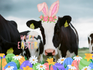 Current Page Banner Photo