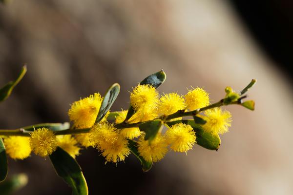 Wattle Banner Photo