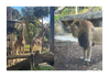 7C3 Melbourne Zoo Excursion Banner Photo