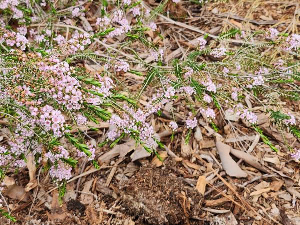 Principal's Report  Banner Photo