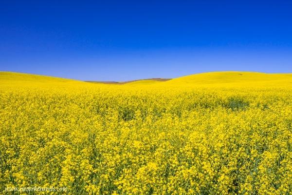 Thunderstorm asthma  – be prepared this pollen season Banner Photo