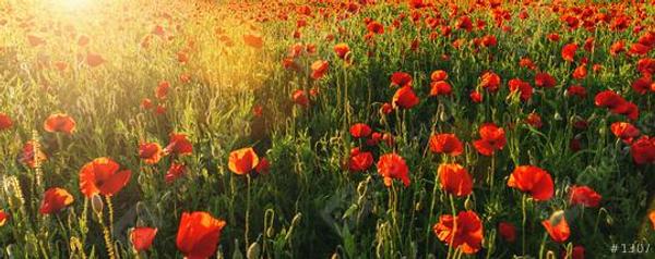 Media Arts Banner Photo