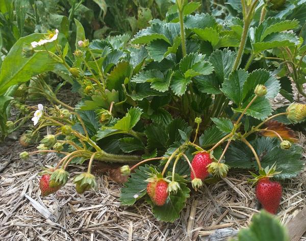 Kitchen Garden Banner Photo