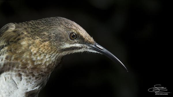 Green Award Morning Tea Banner Photo