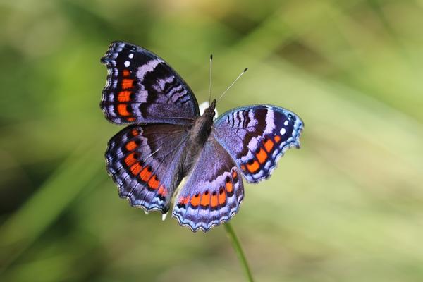 Octavia  Banner Photo