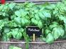 Garden Banner Photo