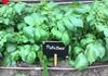 Garden Banner Photo