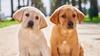 Guide Dog Victoria Visit Banner Photo